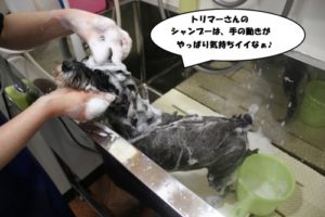 シャンプー中Mシュナ