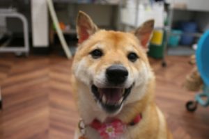 施術後柴犬