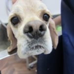 アップコッカー