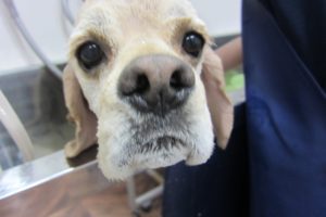 アップコッカー