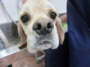 アップコッカー