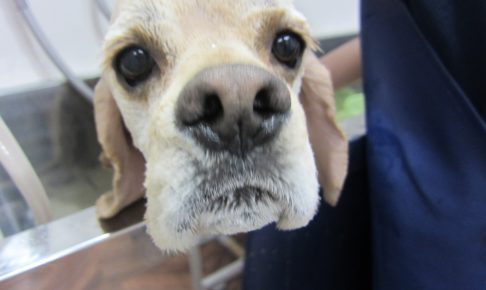 アップコッカー