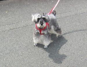 お散歩中Mシュナ