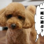 おすましトイプードル