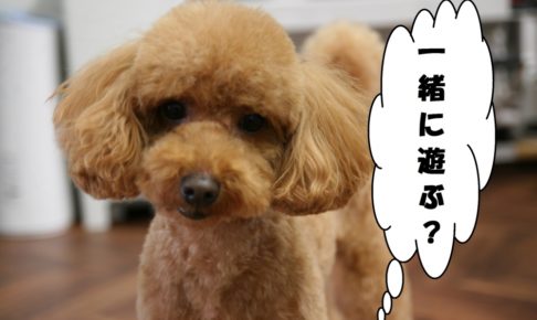 おすましトイプードル