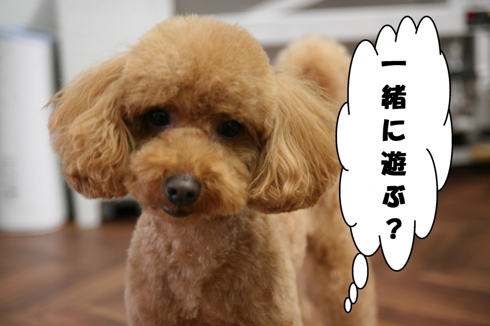 おすましトイプードル