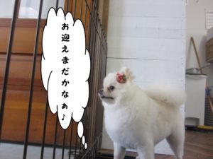 施術後ポメラニアン