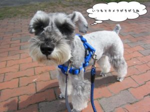 お散歩中Mシュナ