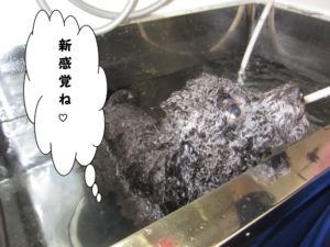 スパ中トイプードル