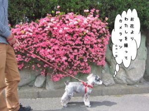 お散歩中Mシュナ