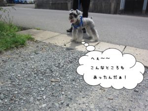 お散歩中Mシュナ