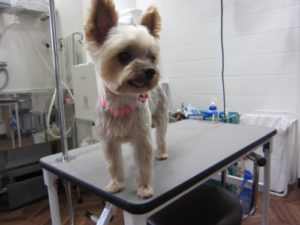 施術前ヨーキー