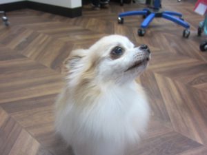 施術後チワワ