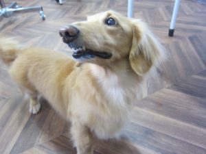 施術後ミニチュアダックス