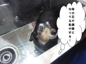 スパ中ミニチュアダックス