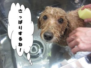 スパ中トイプードル