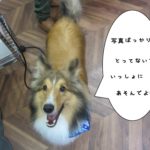 笑顔シェルティー