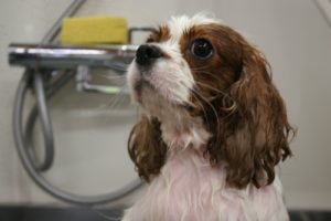 スパ中キャバリア