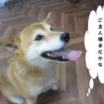 おすわり待つ柴犬