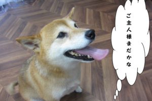 おすわり待つ柴犬
