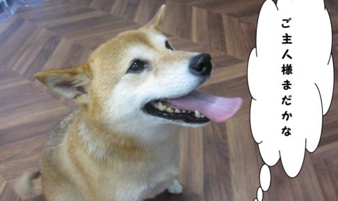 おすわり待つ柴犬