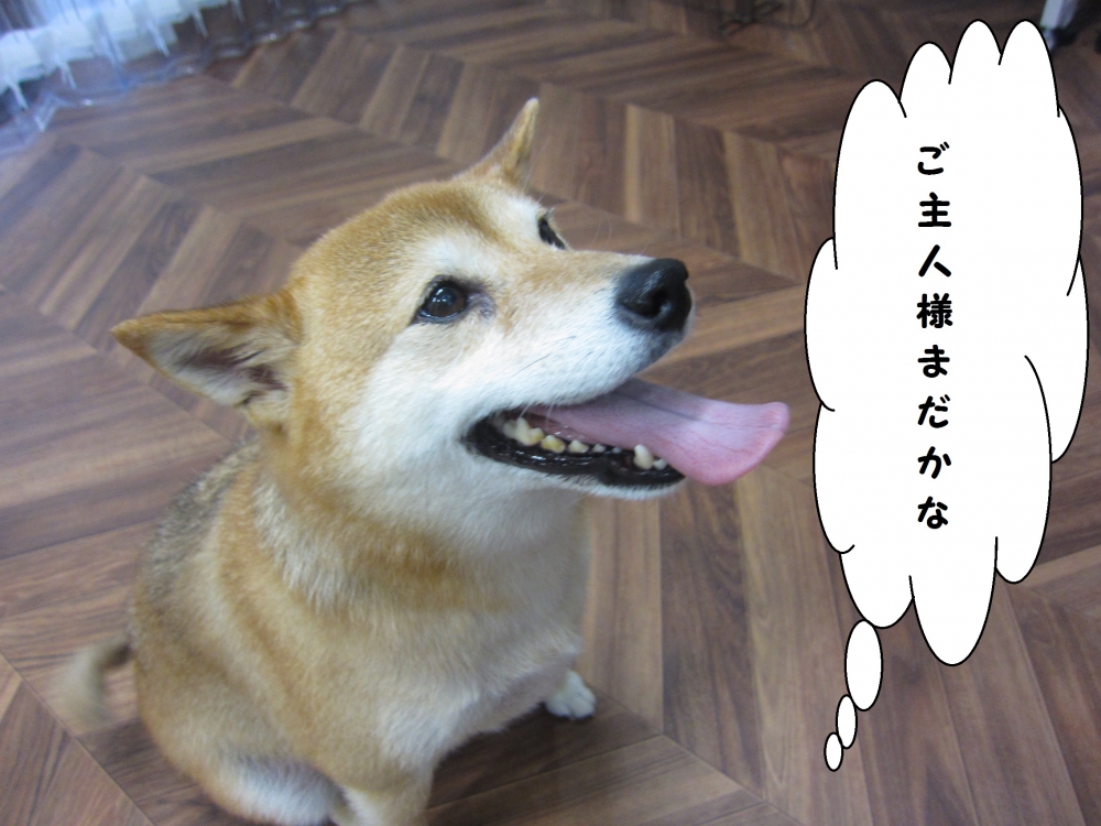 おすわり待つ柴犬