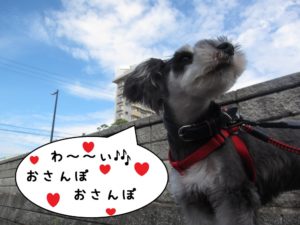 預かり中Mシュナ