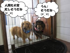 施術後ミニチュアダックス