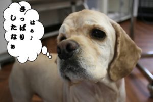 カット後コッカー