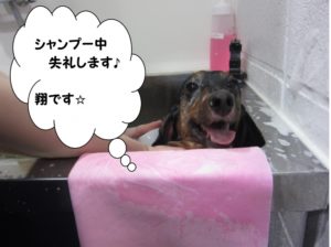 シャンプー中ミニチュアダックス