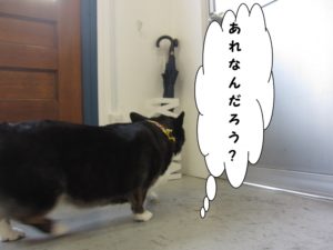 施術後コーギー