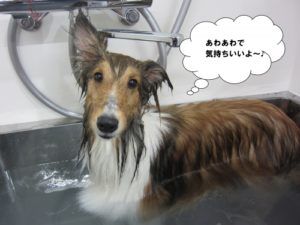 スパ中シェルティー