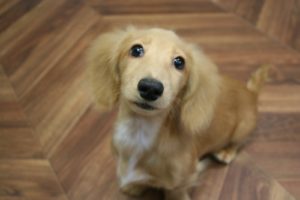 施術後ミニチュアダックス