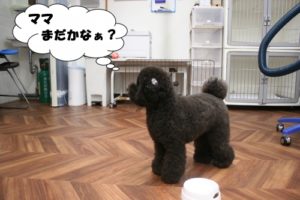 施術後トイプードル