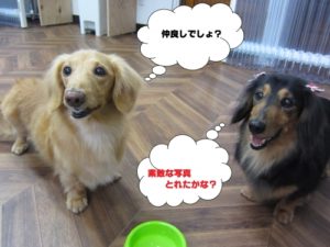 施術後ミニチュアダックス