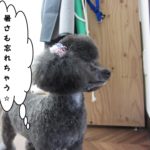 横顔トイプードル