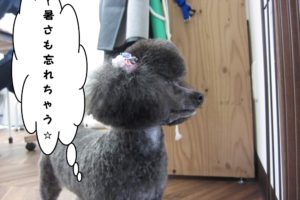 横顔トイプードル