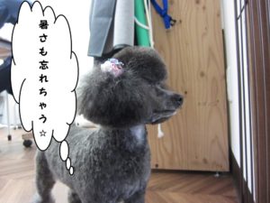 横顔トイプードル