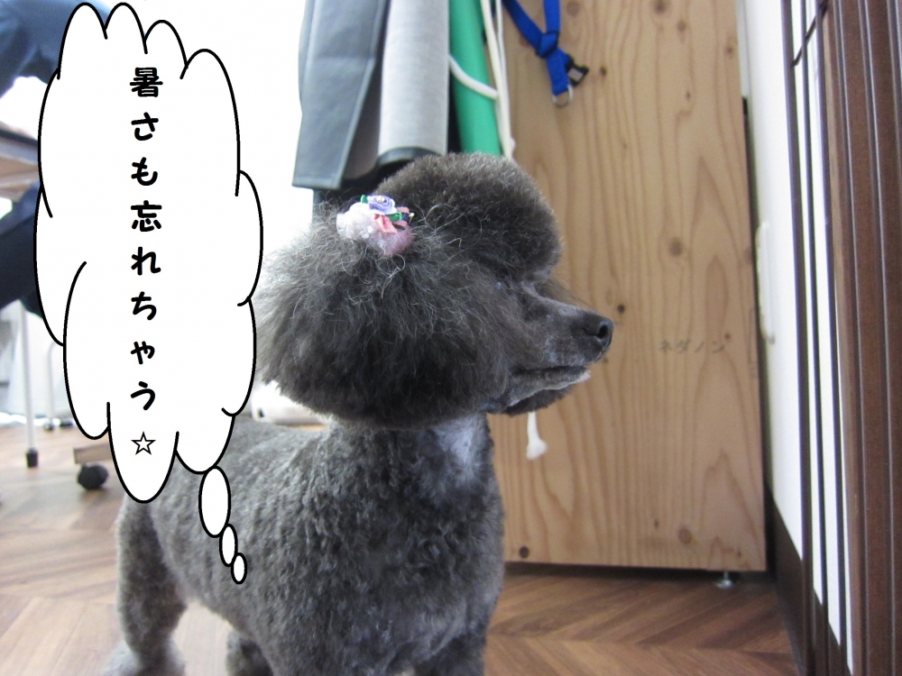 横顔トイプードル