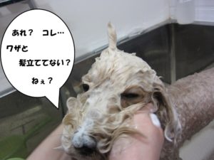 シャンプー中ミックス