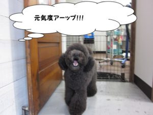 施術後トイプードル