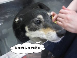 スパ中柴犬