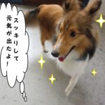 踊るシェルティー