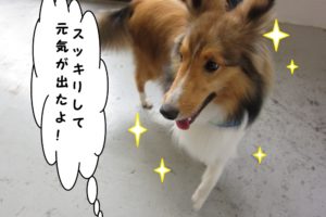 踊るシェルティー