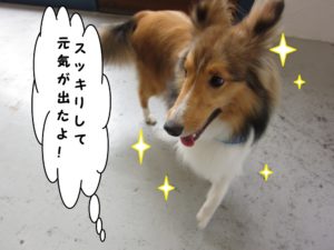 踊るシェルティー