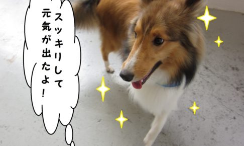 踊るシェルティー