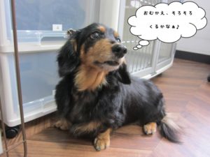 えっへんミニチュアダックス