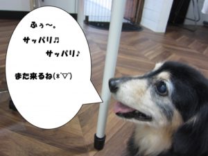 横顔ミニチュアダックス