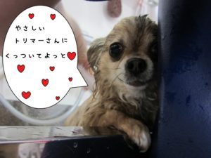 スパ中チワワ