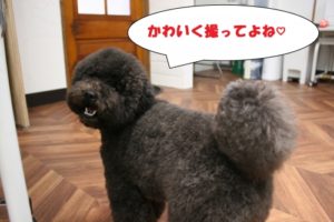 施術後トイプードル